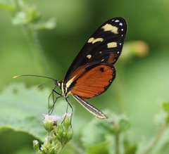 Mechanitis polymnia isthmia