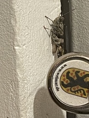 Trimerotropis fontana