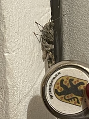 Trimerotropis fontana