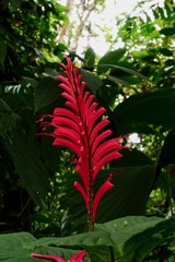 Stenostephanus