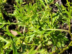 Solanum papaverifolium