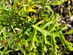Solanum papaverifolium