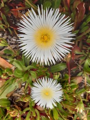 Skiatophytum
