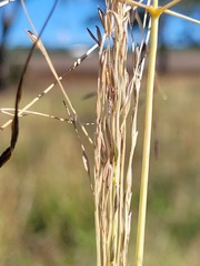 Digitaria porrecta