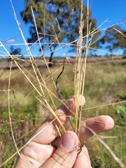 Digitaria porrecta