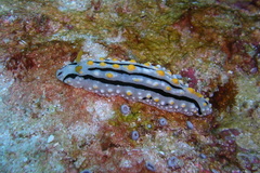 Phyllidia alyta