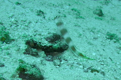 Amblyeleotris aurora