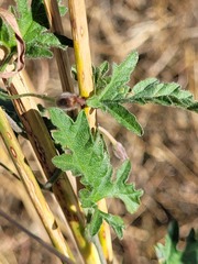 Convolvulus graminetinus