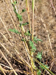 Convolvulus graminetinus
