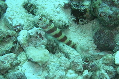 Amblyeleotris wheeleri