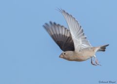 Bucanetes githagineus