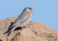 Bucanetes githagineus