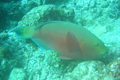 Chlorurus strongylocephalus