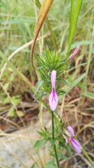 Dicliptera clinopodia