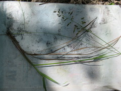 Anthoxanthum repens