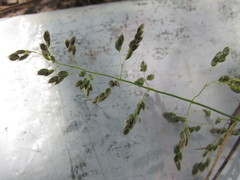 Anthoxanthum repens