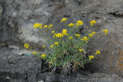 Aurinia saxatilis
