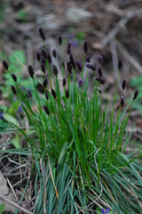 Sesleria