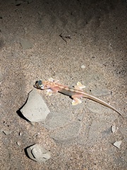 Pachydactylus rangei