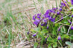 Viola odorata