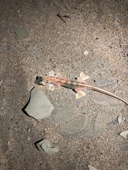 Pachydactylus rangei