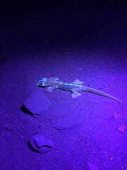 Pachydactylus rangei