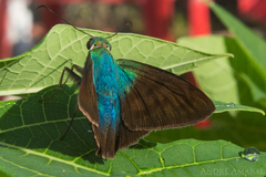 Astraptes
