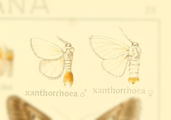 Sphrageidus xanthorrhoea