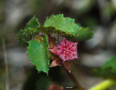Ayenia mansfeldiana