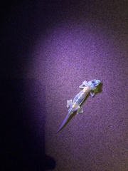 Pachydactylus rangei