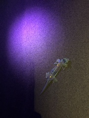 Pachydactylus rangei