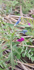 Vicia monantha