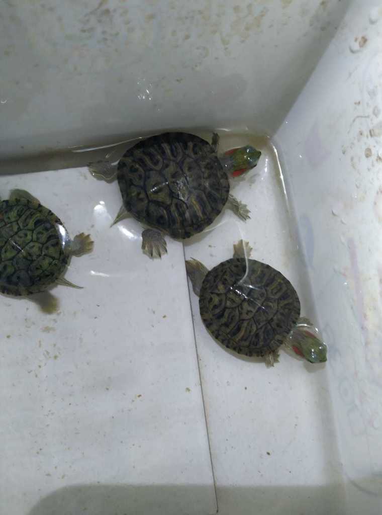 Red-eared Slider from Kalasan, Jetis, Tirtomartani, Kec. Kalasan ...