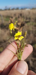 Goodenia gracilis