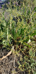 Rumex dumosus