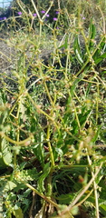 Rumex dumosus