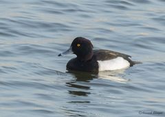 Aythya fuligula