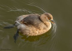 Tachybaptus ruficollis