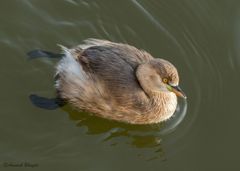 Tachybaptus ruficollis