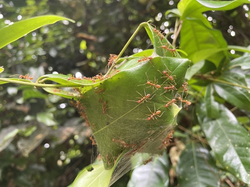 African Weaver Ant