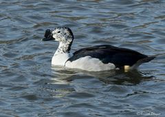 Sarkidiornis melanotos