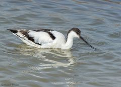 Recurvirostra avosetta