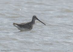 Limnodromus semipalmatus