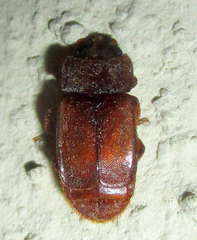 Ecnomaeus