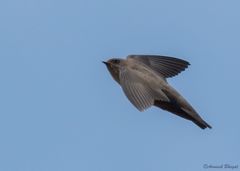 Ptyonoprogne rupestris