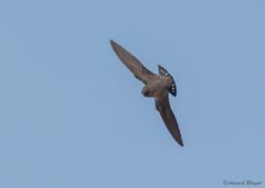 Ptyonoprogne rupestris