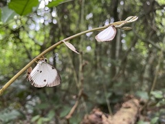 Larinopoda eurema