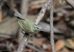 Phylloscopus tytleri