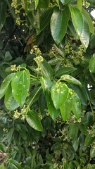 Cinnamomum kotoense