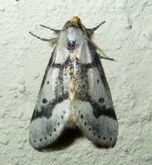 Schalidomitra ambages